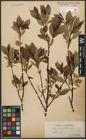 Foto von Salix phylicifolia L.